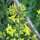 Rosenkohl Evesham Special (Brassica oleracea var. gemmifera) Samen