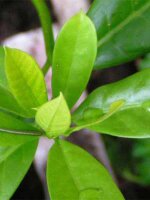 Manaka Chiric Sanango (Brunfelsia grandiflora) Samen