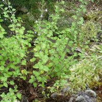 Echte Bergminze (Calamintha nepeta) Samen