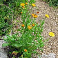 Ringelblume (Calendula officinalis) Samen