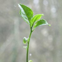 Tee (Camellia sinensis) Samen