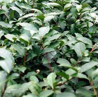 Tee (Camellia sinensis) Samen