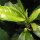 Tee (Camellia sinensis) Samen