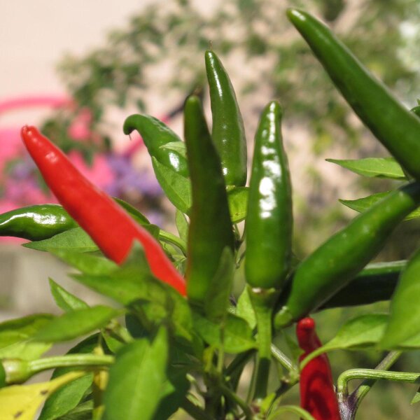 Chili Tabasco (Capsicum frutescens) Samen