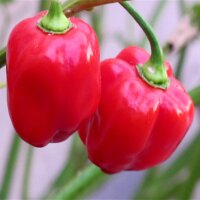 Caribbean Red Habanero (Capsicum chinense) Chilis Samen