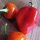 Caribbean Red Habanero (Capsicum chinense) Chilis Samen