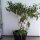 Chili Pasilla Bajo (Capsicum annuum) Samen