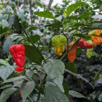 Bhut Jolokia Chili (Capsicum chinense) Samen