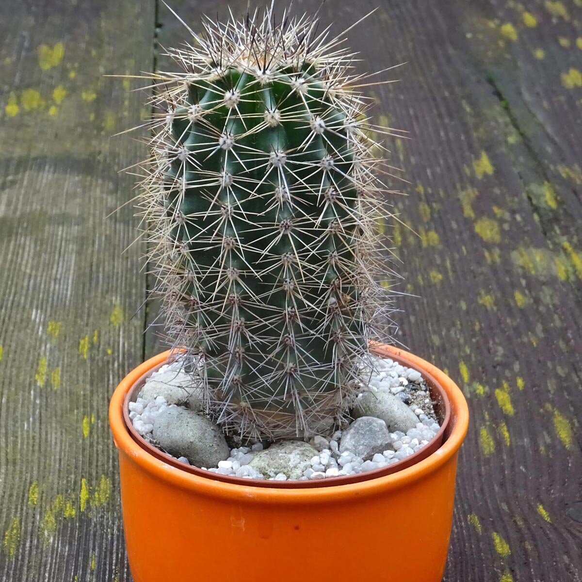 Saguaro Kaktus (Carnegiea gigantea) - ca. 10 Samen