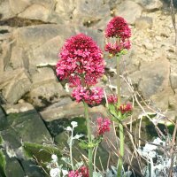 Rote Spornblume (Centranthus ruber) Samen
