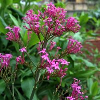 Rote Spornblume (Centranthus ruber) Samen