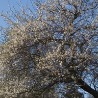 Wildkirsche (Prunus avium subsp. avium)