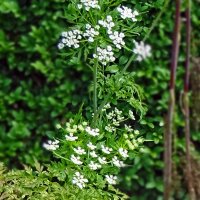 Kerbelrübe (Chaerophyllum bulbosum) Samen