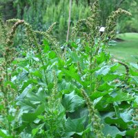 Guter Heinrich (Chenopodium bonus-henricus) Samen