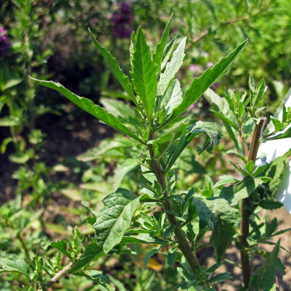 Epazote (Chenopodium ambrosioides) Samen