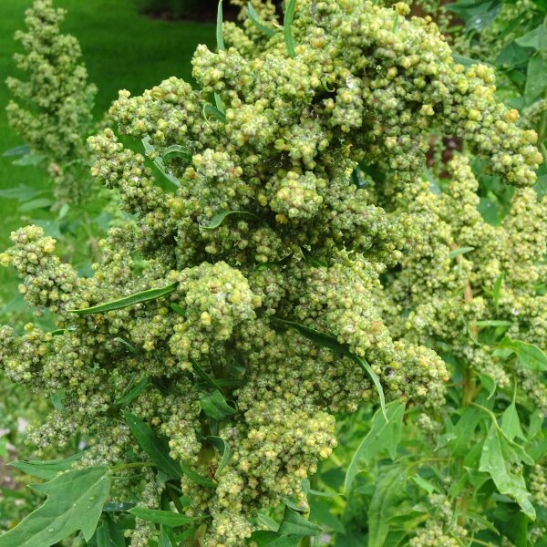 Quinoa (Chenopodium quinoa) Samen