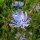 Chicoree Di Bruxelles (Cichorium intybus) Samen