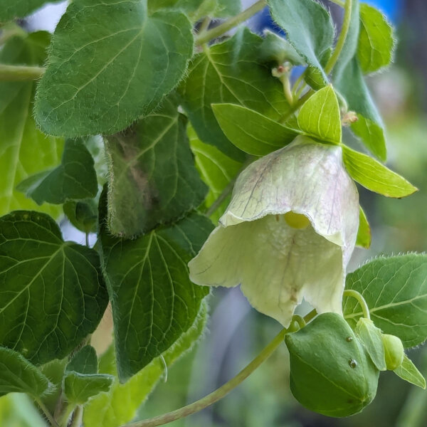 Dang Shen (Codonopsis pilosula) Samen