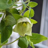 Dang Shen (Codonopsis pilosula) Samen