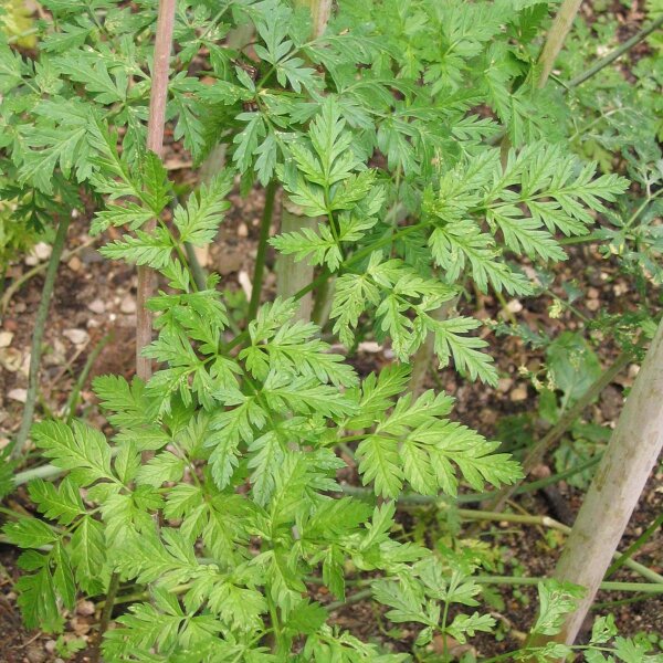 Schierling (Conium maculatum) Samen