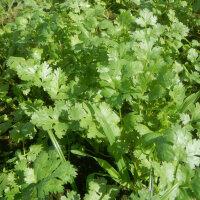 Cilantro / Blatt-Koriander Marino (Coriandrum sativum) Samen
