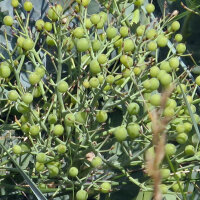 Meerkohl (Crambe maritima) Samen