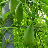 Achocha / Caigua / Hörnchenkürbis (Cyclanthera pedata) Samen