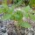 Achocha / Caigua / Hörnchenkürbis (Cyclanthera pedata) Samen