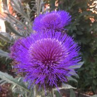 Cardy / Spanische Artischocke (Cynara cardunculus) Samen