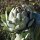 Artischocke (Cynara scolymus) Samen