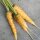 Gelbe Möhre Jaune Du Doubs (Daucus carota) Samen