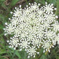 Wilde Möhre (Daucus carota ssp. carota) Samen