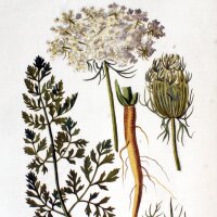 Wilde Möhre (Daucus carota ssp. carota) Samen