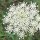 Wilde Möhre (Daucus carota ssp. carota) Samen