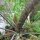 Bronzefenchel Purpureum (Foeniculum vulgare) Samen