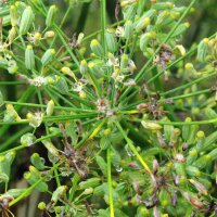 Grüner Gewürzfenchel Dulce (Foeniculum vulgare) Samen