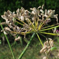 Grüner Gewürzfenchel Dulce (Foeniculum vulgare) Samen