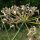 Grüner Gewürzfenchel Dulce (Foeniculum vulgare) Samen