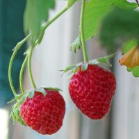 Monatserdbeere (Fragaria vesca var. semperflorens) Samen