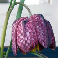 Schachbrettblume (Fritillaria meleagris) Samen