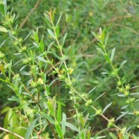 Sinicuichi (Heimia salicifolia)