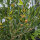 Sinicuichi (Heimia salicifolia) Samen