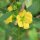 Sinicuichi (Heimia salicifolia) Samen