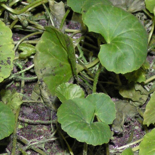 Gotu Kola (Centella asiatica) Samen