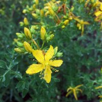 Echtes Johanniskraut (Hypericum perforatum) Samen