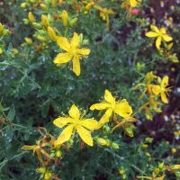 Echtes Johanniskraut (Hypericum perforatum) Samen