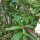 Mate (Ilex paraguariensis) Samen