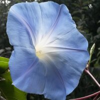 Trichterwinde Heavenly Blue (Ipomoea tricolor) Samen