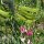 Zwerg-Duftwicke Bijou Mix (Lathyrus odoratus) Samen