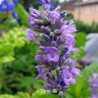 Echter Lavendel (Lavandula angustifolia) Samen